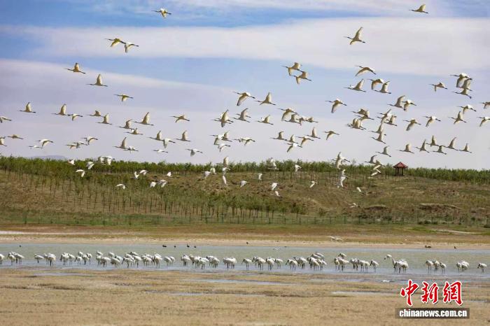 阳原桑干河湿地迎候鸟高峰 灰鹤增至两千余只