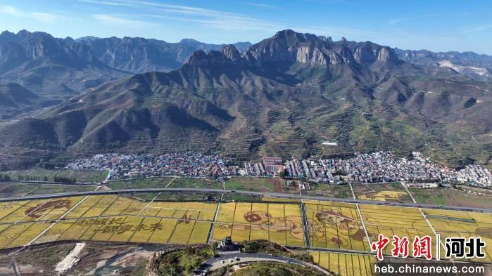 河北涉县1800亩稻田画开镰收割农文旅融合 大地艺术景观拓宽乡村增收致富路