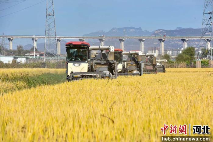 河北涉县1800亩稻田画开镰收割农文旅融合 大地艺术景观拓宽乡村增收致富路