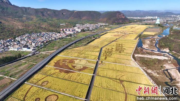 河北涉县1800亩稻田画开镰收割农文旅融合 大地艺术景观拓宽乡村增收致富路