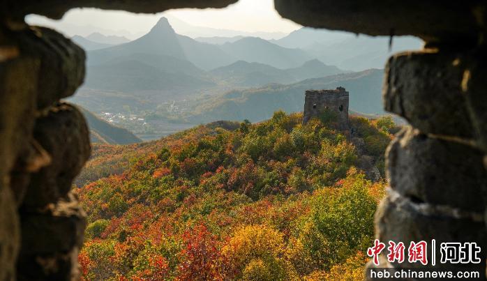 秦皇岛海港区明长城迎来红叶观赏佳期 古老城墙与漫山彩叶交相辉映成秋日胜景