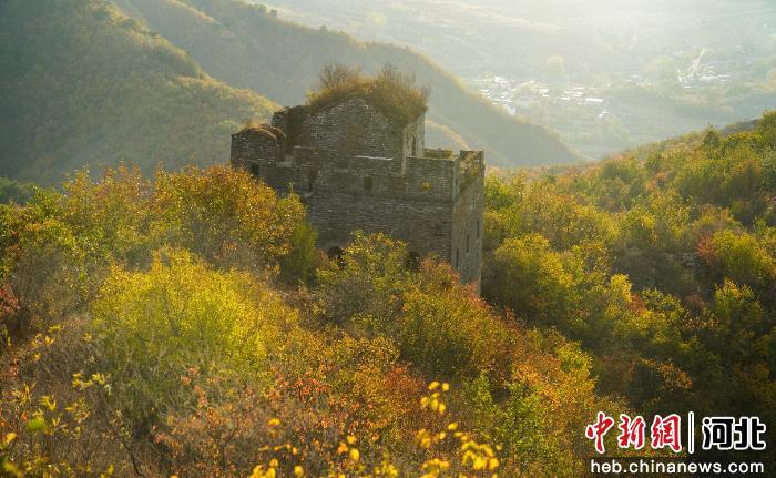 秦皇岛海港区明长城迎来红叶观赏佳期 古老城墙与漫山彩叶交相辉映成秋日胜景