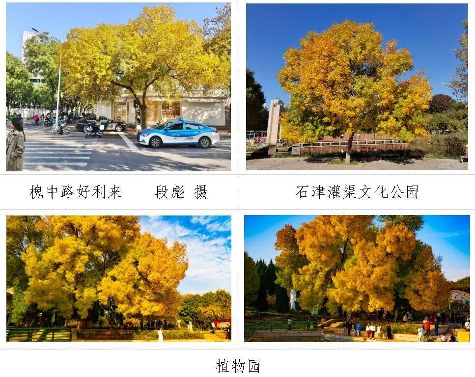石家庄发布2026年城区赏秋地图 白蜡银杏黄栌分批登场最佳观赏期各异