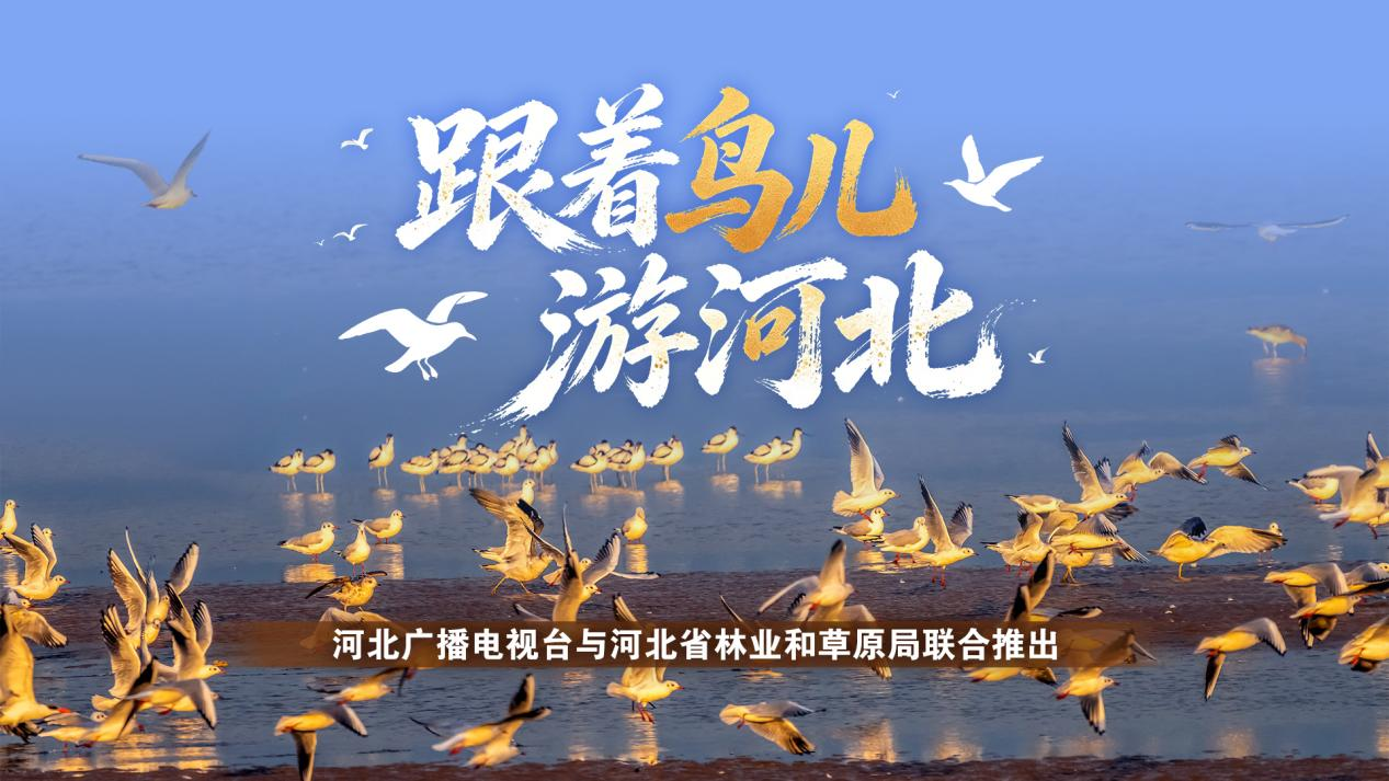 张家口康保迎来候鸟南迁大军 康巴诺尔湖成为燕赵候鸟迁徙通道核心驿站